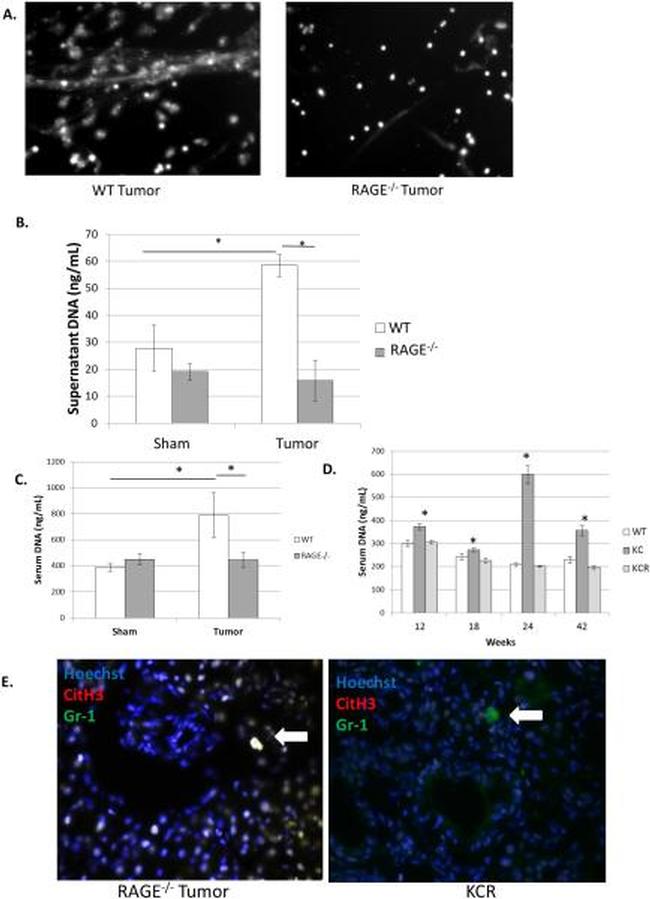 Ly-6G/Ly-6C Antibody in Immunocytochemistry (ICC/IF)