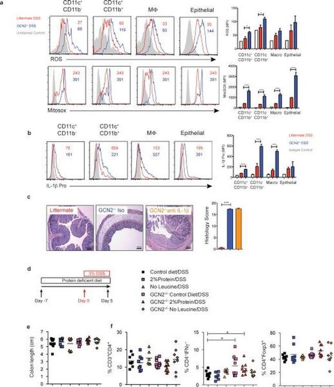 IL-1 beta (Pro-form) Antibody in Flow Cytometry (Flow)