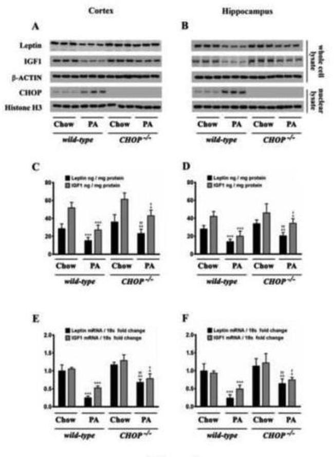 Leptin Antibody in Western Blot (WB)