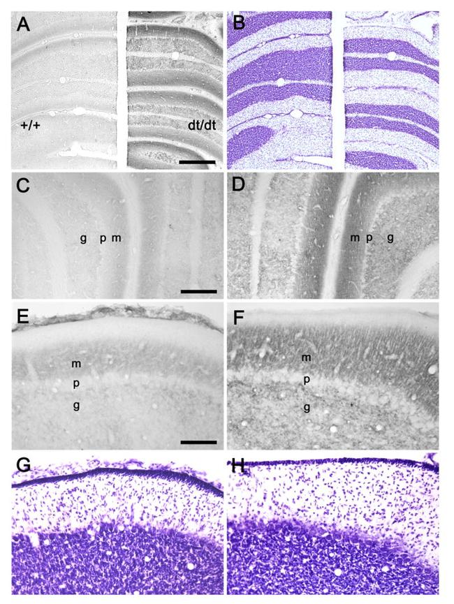 PMCA4 ATPase Antibody in Immunohistochemistry (IHC)