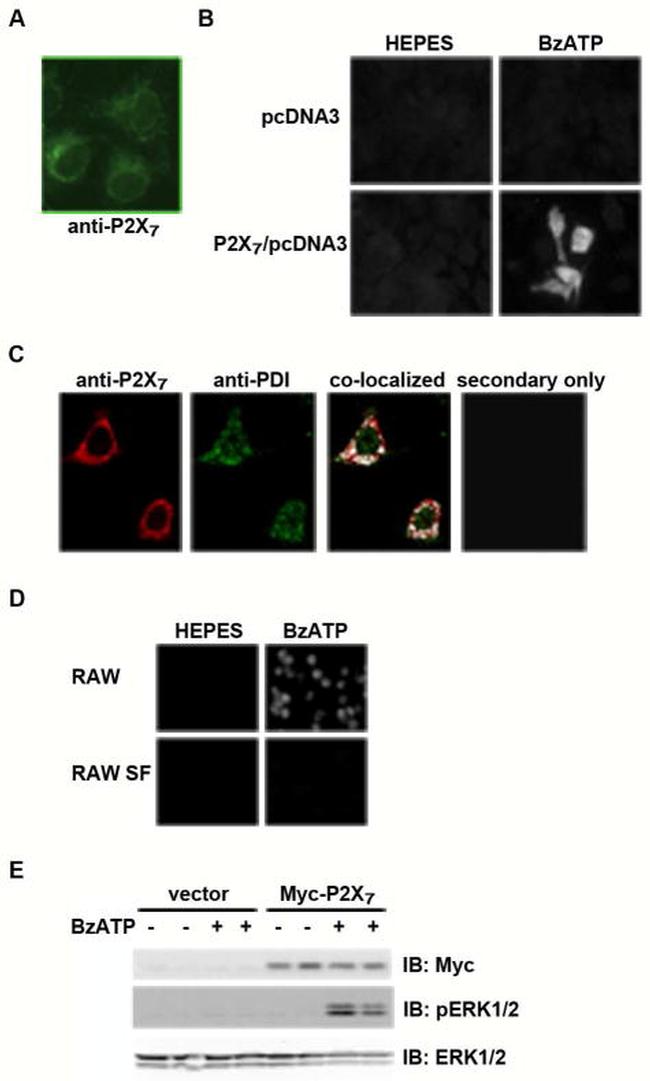 Phospho-ERK1/ERK2 (Thr185, Tyr187) Antibody in Western Blot (WB)