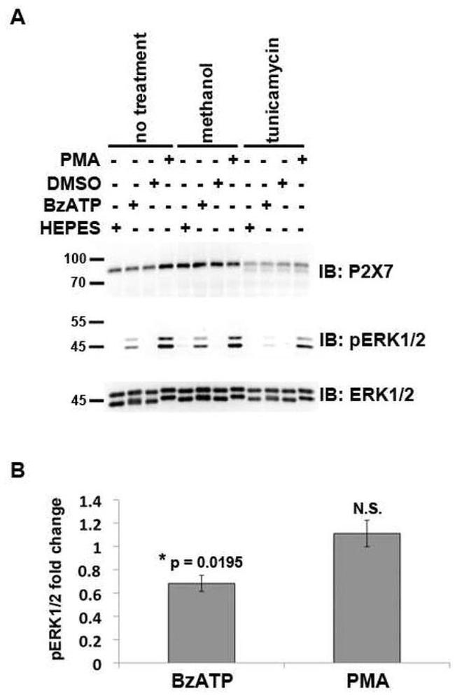 Phospho-ERK1/ERK2 (Thr185, Tyr187) Antibody in Western Blot (WB)