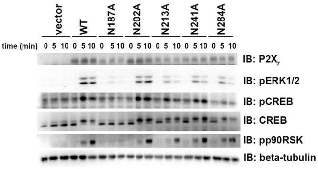 Phospho-ERK1/ERK2 (Thr185, Tyr187) Antibody in Western Blot (WB)