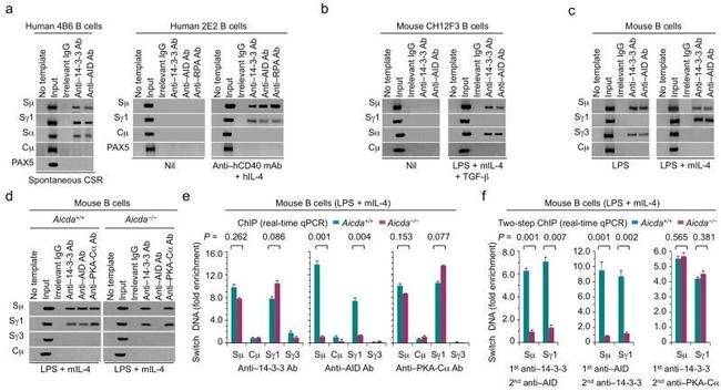 AID Antibody in ChIP Assay (ChIP)