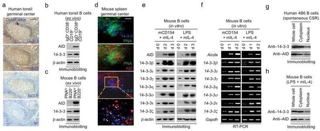 AID Antibody in Western Blot, Immunohistochemistry (WB, IHC)