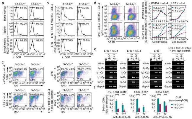 AID Antibody in ChIP Assay (ChIP)