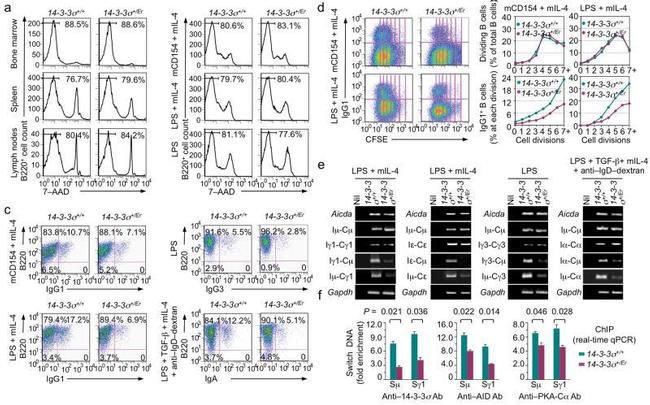 AID Antibody in ChIP Assay (ChIP)