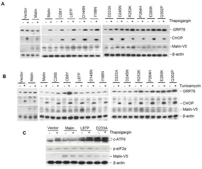 CHOP Antibody in Western Blot (WB)