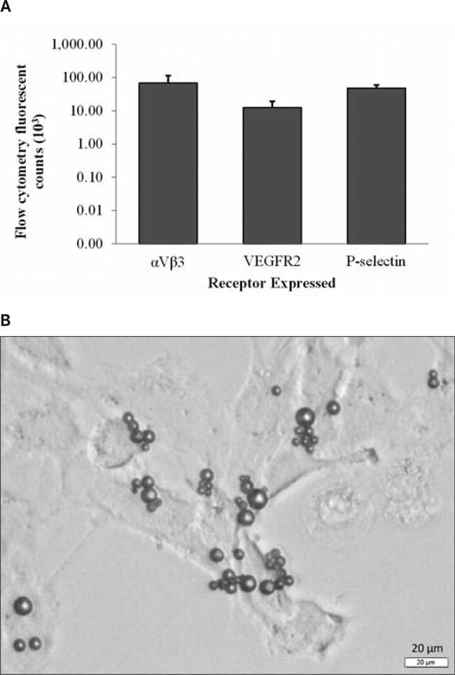 CD51 (Integrin alpha V) Antibody in Flow Cytometry (Flow)