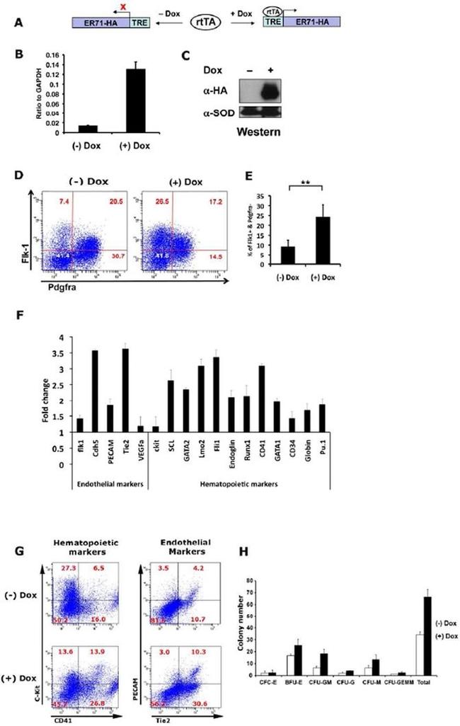 CD31 (PECAM-1) Antibody