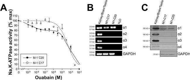 ATP1A3 Antibody in Western Blot (WB)