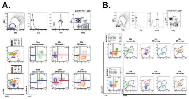 CD28 Antibody in Flow Cytometry (Flow)