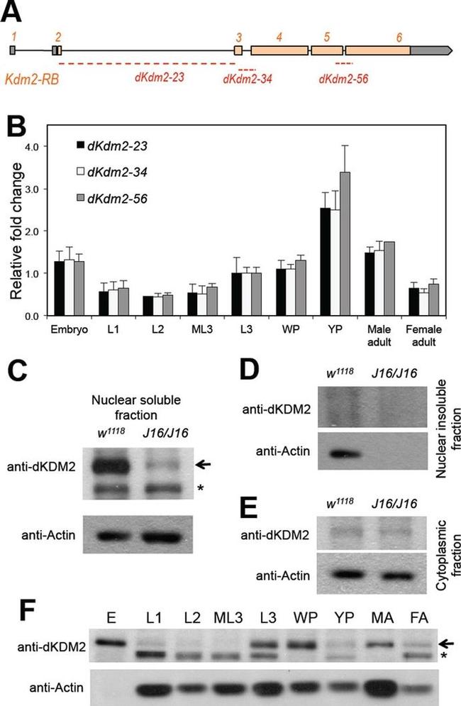 Actin Antibody in Western Blot (WB)