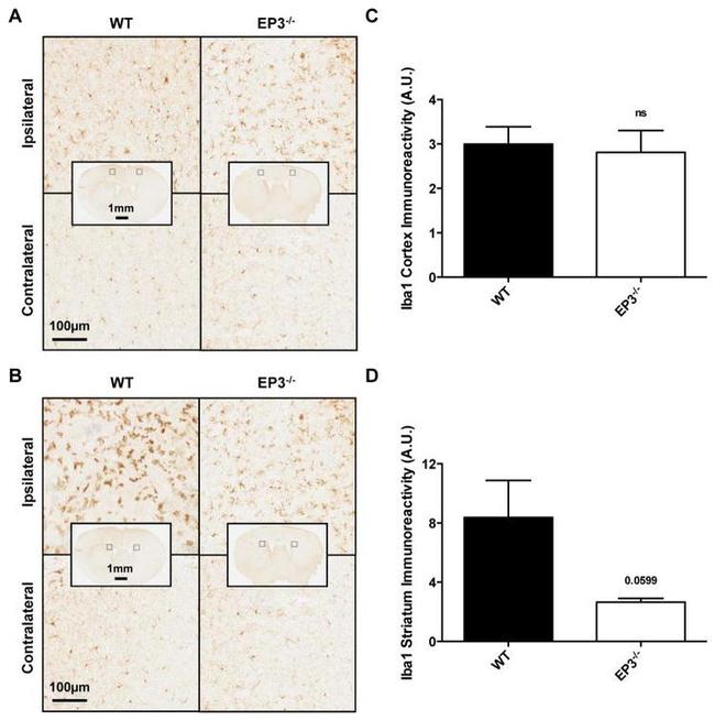 Myeloperoxidase Antibody in Immunohistochemistry (Paraffin) (IHC (P))