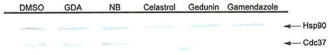 HSP90 alpha Antibody in Immunoprecipitation (IP)