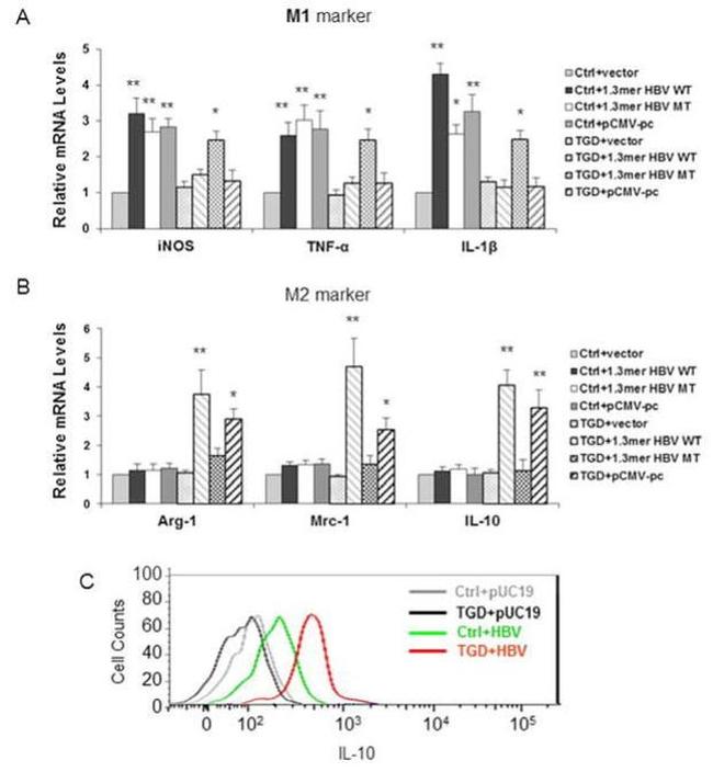 IL-10 Antibody in Flow Cytometry (Flow)