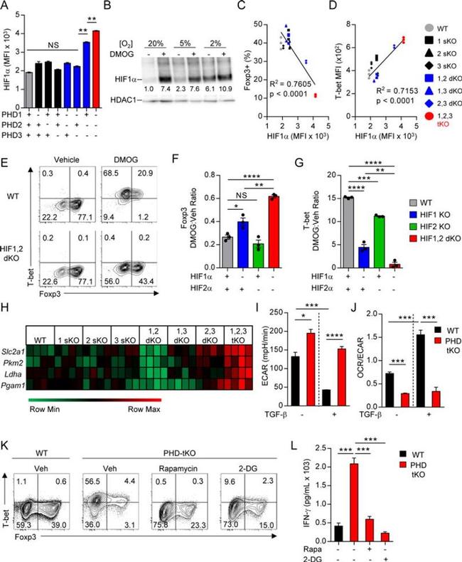 T-bet Antibody in Flow Cytometry (Flow)