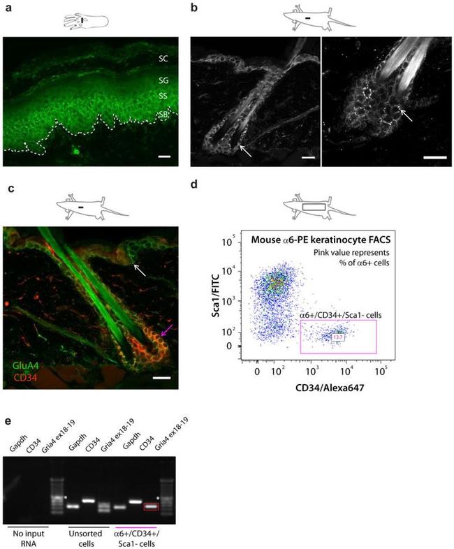 Ly-6A/E (Sca-1) Antibody in Flow Cytometry (Flow)