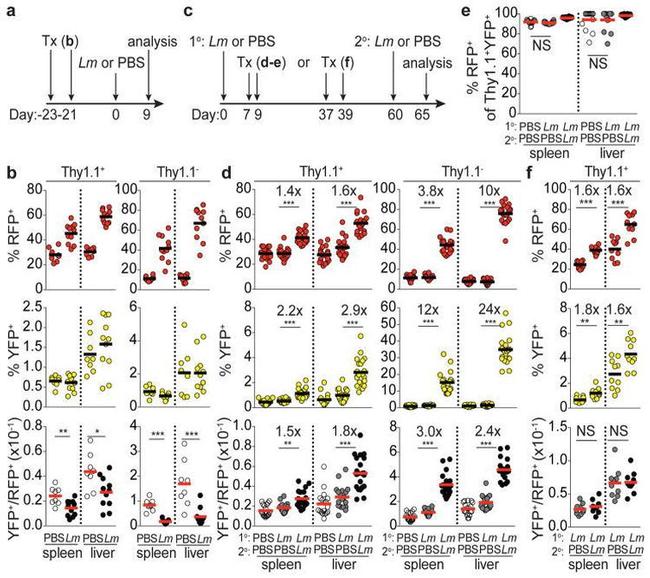 CD90.1 (Thy-1.1) Antibody in Flow Cytometry (Flow)