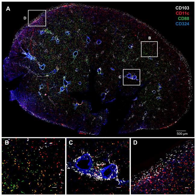 CD11c Antibody in Immunohistochemistry (IHC)