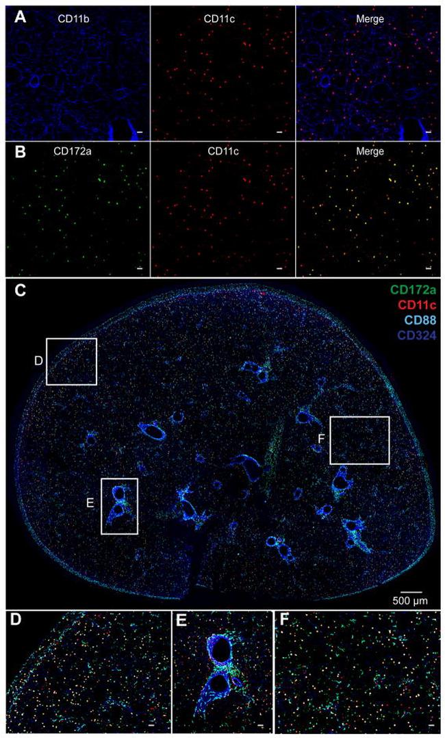 CD11c Antibody in Immunohistochemistry (IHC)