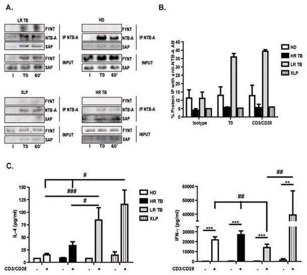 SAP (SLAM-Associated Protein) Antibody