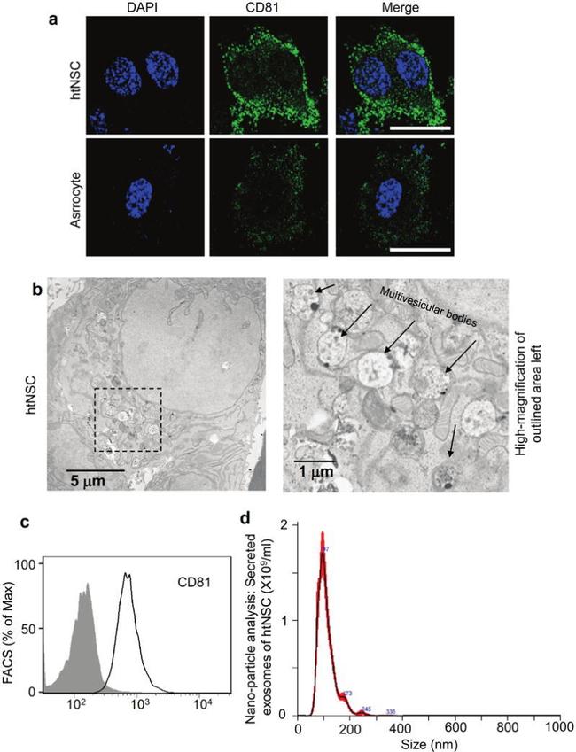 CD81 Antibody in Immunocytochemistry, Flow Cytometry (ICC/IF, Flow)