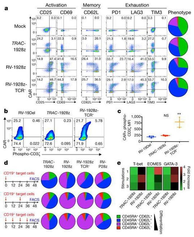 CD45RA Antibody in Flow Cytometry (Flow)