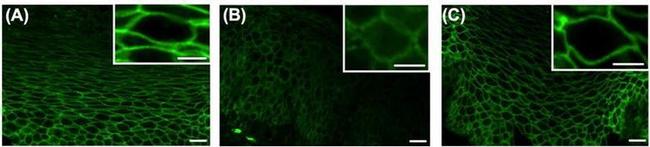 Claudin 7 Antibody in Immunohistochemistry (IHC)