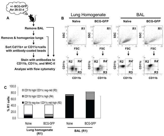 MHC Class II (I-A/I-E) Antibody in Flow Cytometry (Flow)