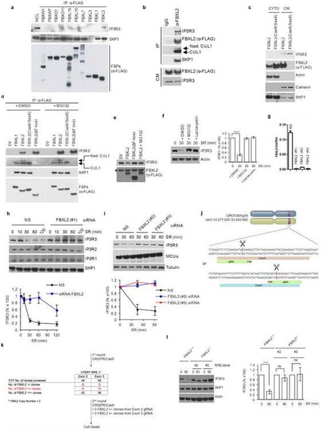 Cullin 1 Antibody in Western Blot (WB)