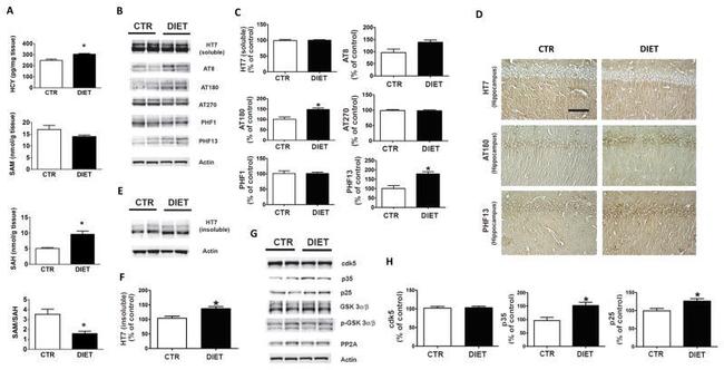 PP2A alpha Antibody in Western Blot (WB)