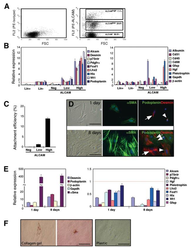 Podoplanin Antibody in Immunohistochemistry (IHC)