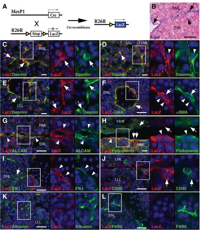 Podoplanin Antibody in Immunohistochemistry (IHC)