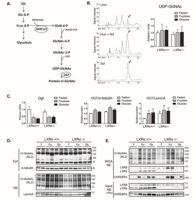 O-linked N-acetylglucosamine (O-GlcNAc) Antibody in Western Blot (WB)