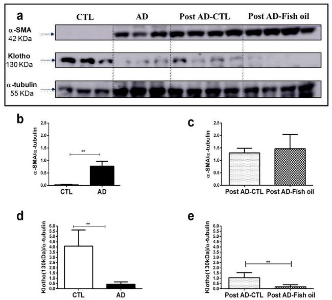 alpha Tubulin Antibody in Western Blot (WB)