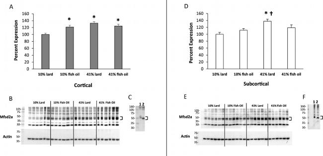 MFSD2A Antibody in Western Blot (WB)