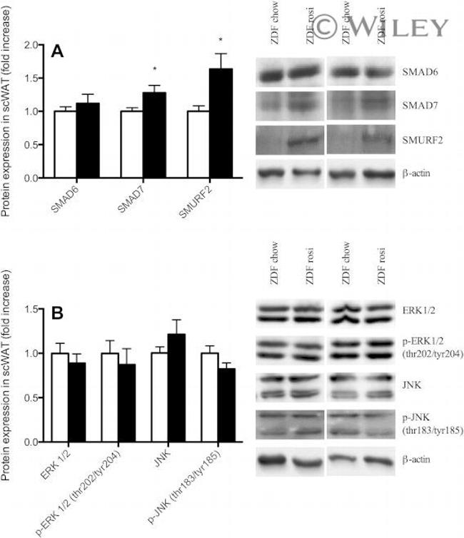 SMAD7 Antibody in Western Blot (WB)