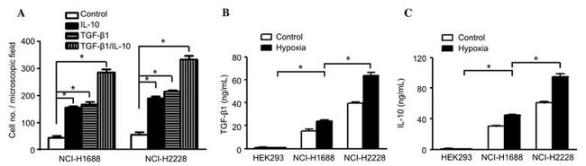 IL-10 Antibody in ELISA (ELISA)