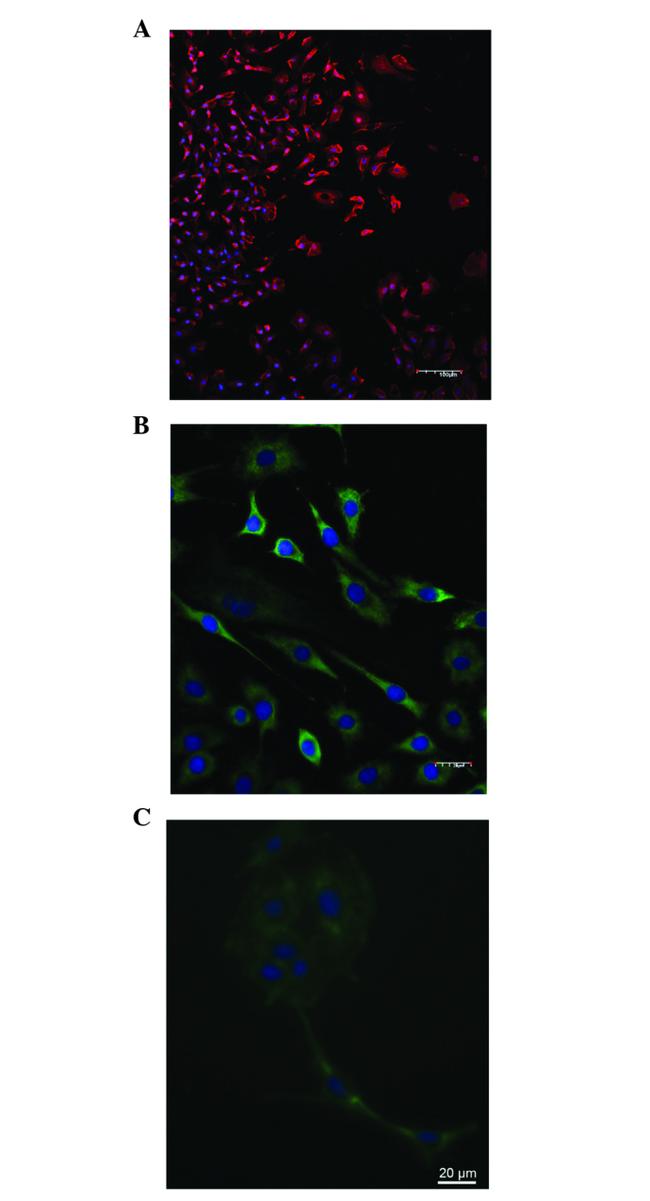 p53 Antibody in Immunocytochemistry (ICC/IF)