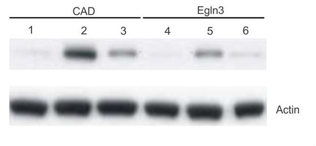 PHD3 Antibody in Western Blot (WB)