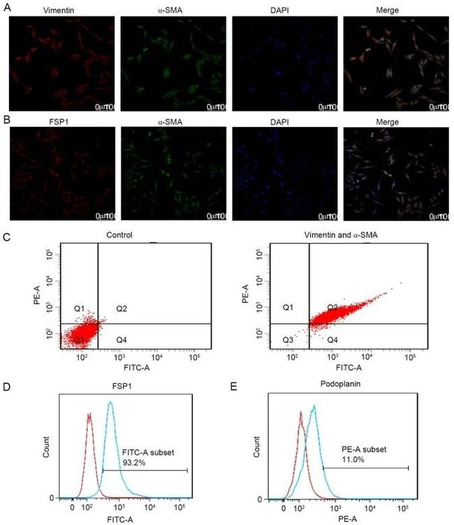 Podoplanin Antibody in Flow Cytometry (Flow)