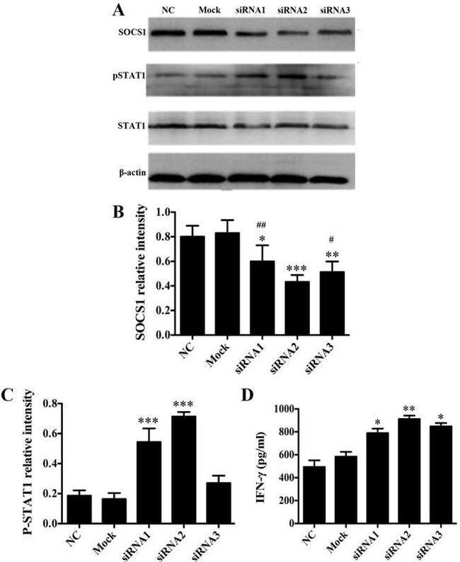 SOCS1 Antibody in Western Blot (WB)