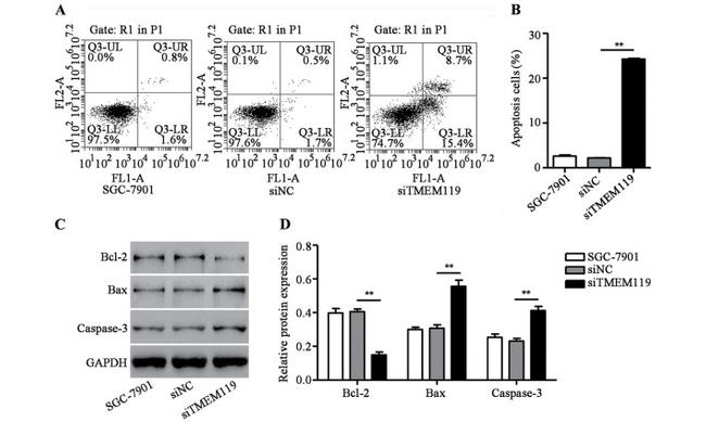 Bax Antibody in Western Blot (WB)