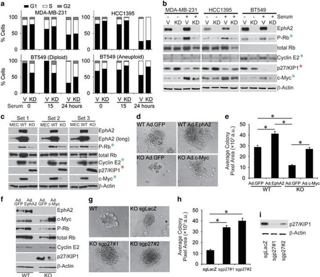 EphA2 Antibody in Western Blot (WB)