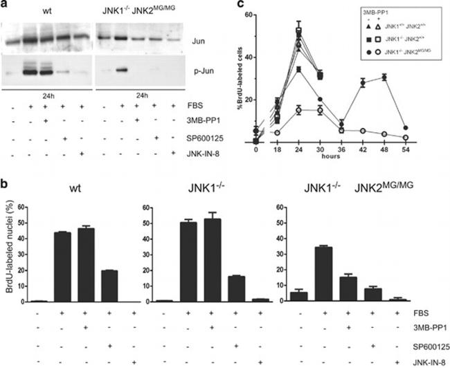 Phospho-c-Jun (Ser63) Antibody in Western Blot (WB)