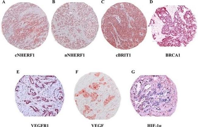 EBP50 Antibody in Immunohistochemistry (Paraffin) (IHC (P))