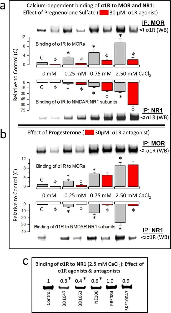 Sigma-1 Receptor Antibody in Western Blot (WB)