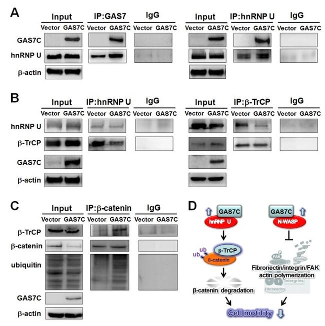 BTRC Antibody in Western Blot, Immunoprecipitation (WB, IP)