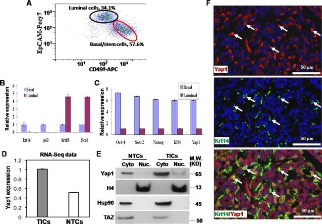 CD49f (Integrin alpha 6) Antibody in Flow Cytometry (Flow)